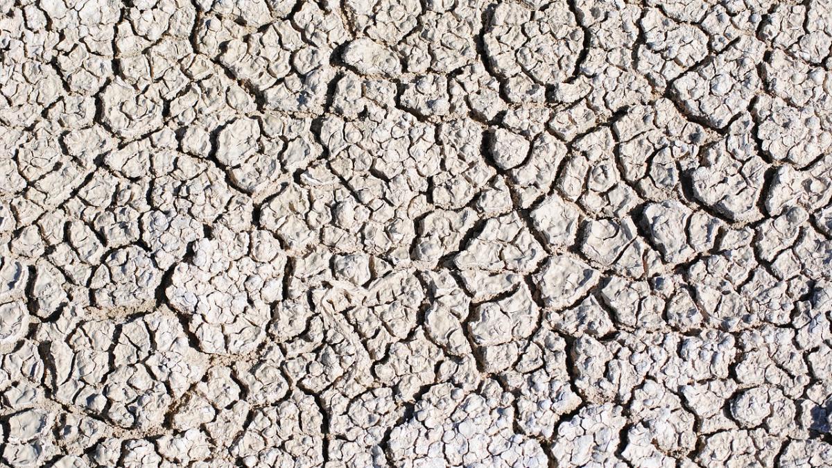 un judet din sudul romaniei se transforma rapid in desert autoritatile planteaza copaci dar se