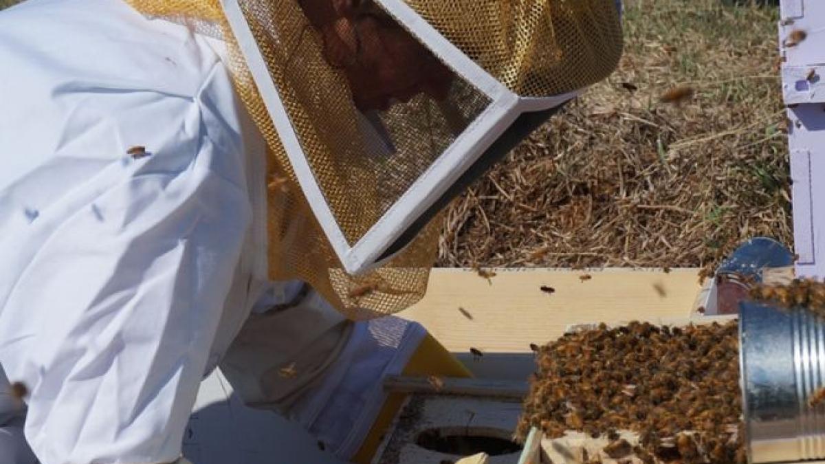 vesti proaste pentru apicultori anuntul facut de ministrul agriculturii