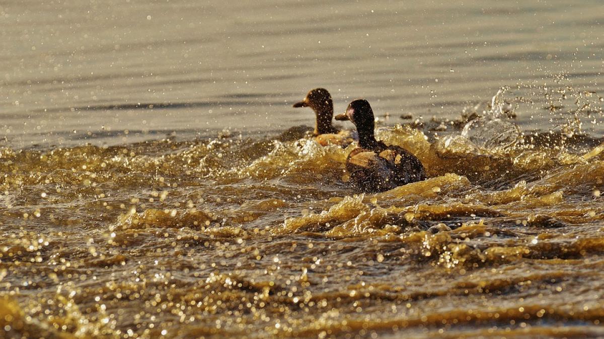 de ce nu trebuie sa hranim pasarile din parcuri cu paine