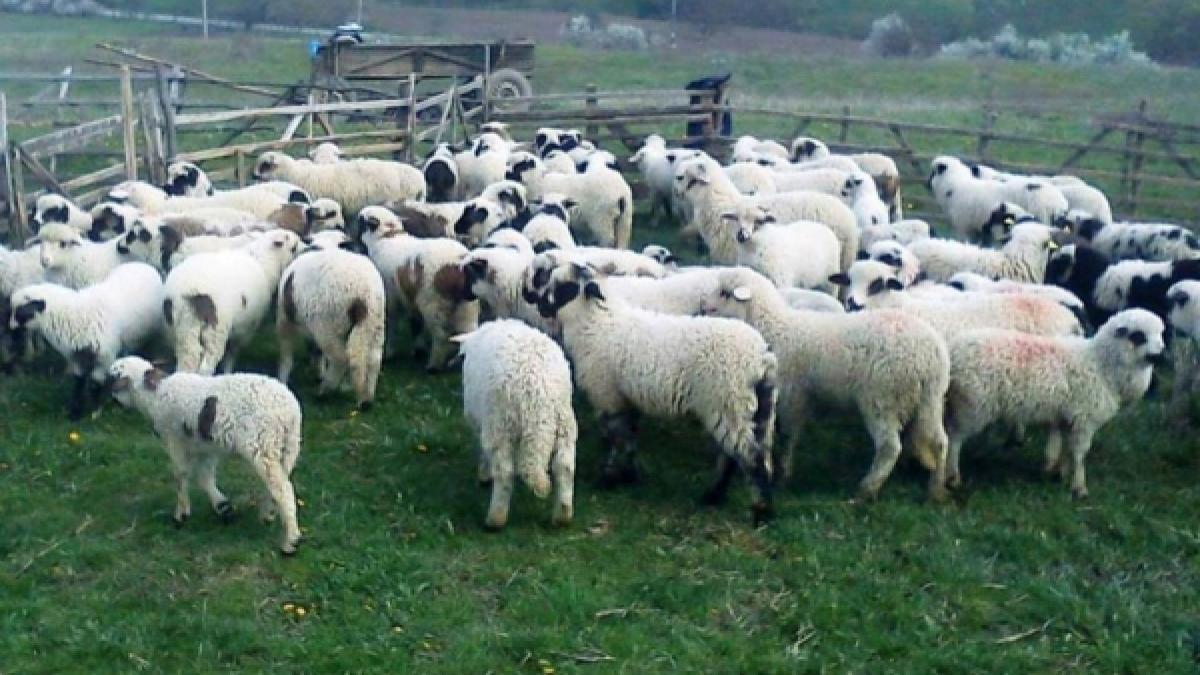 romania va relua exportul de ovine si bovine catre israel