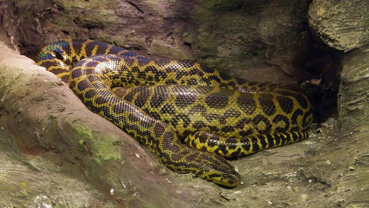 isi cautau prietenul pierdut cand au gasit un piton umflat in gradina au decis sa i despice burta