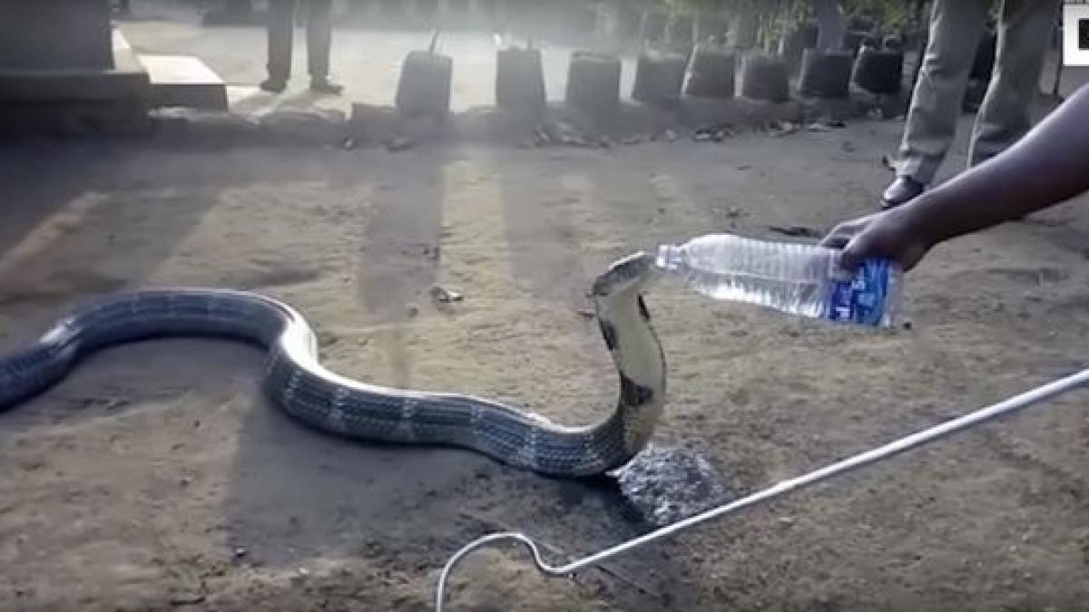 cum a reactionat o cobra insetata cand un barbat i a intins o sticla cu apa video