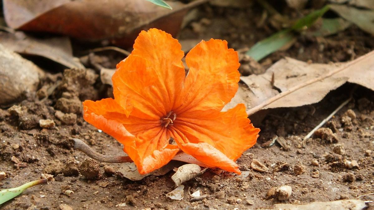 a vazut ca se misca ceva in pamant si s a apropiat a inceput sa sape cu mainile si apoi a facut