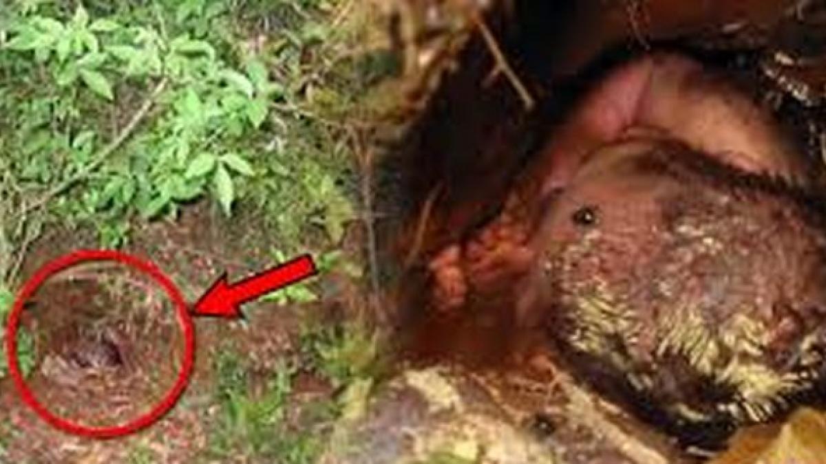 a vazut ca se misca ceva in pamant si s a apropiat a inceput sa sape cu mainile si apoi a facut