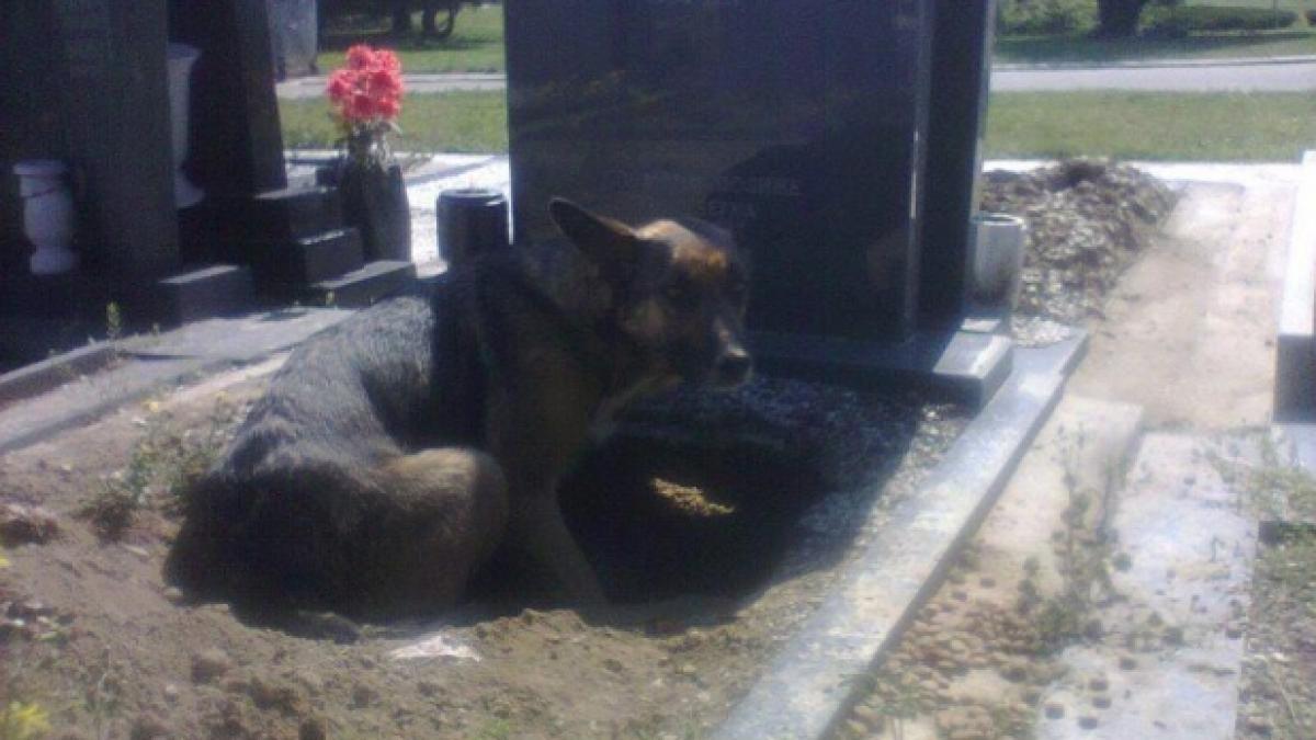 ii murise stapanul si isi facuse culcus langa mormantul sau cand au vazut ce ascundea in el toti au