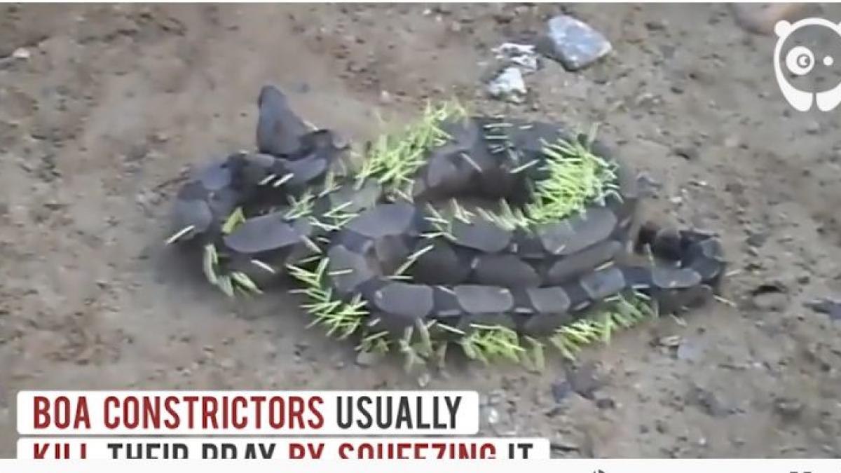 ce a patit un sarpe boa dupa ce a incercat sa atace un porc spinos imaginile te vor uimi