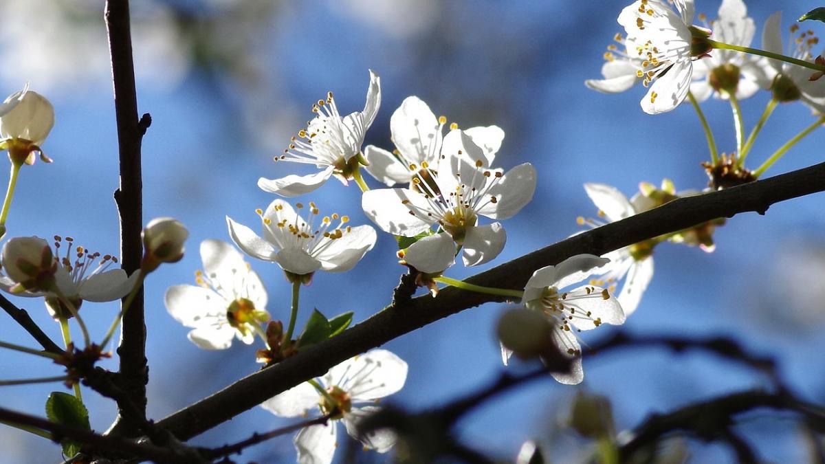 ce nu avem voie sa facem inainte de florii toata lumea trebuie sa stie asta