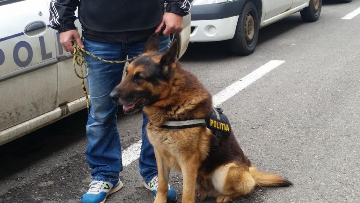 doi caini politisti care au muncit 11 ani scosi la licitatie de politia prahova pana acum nu i a