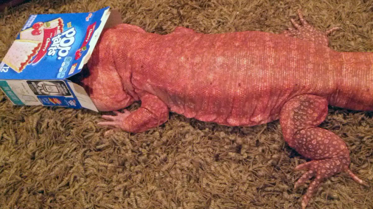 este o alegere extrem de ciudata pentru un animal de companie dar comportamentul sau te va uimi