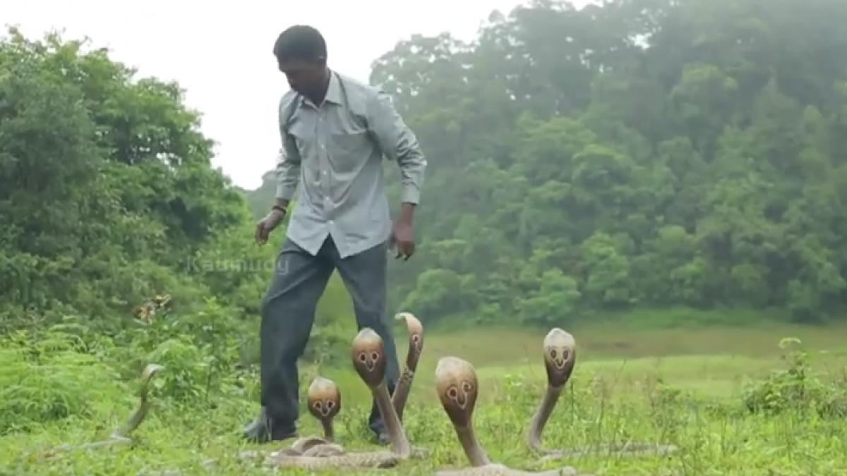 filma un reportaj cand a fost inconjurat de mai multe cobre extrem de periculoase imagini cu