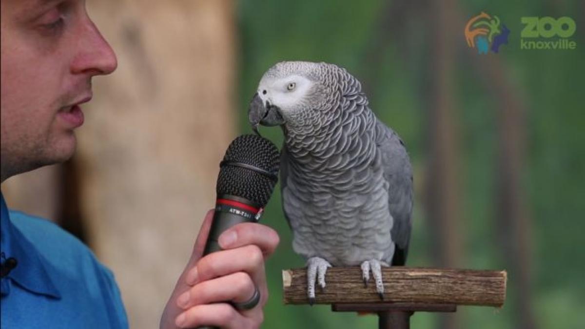 papagalul einstein geniul care imita ambulanta si canta opera pasarea a devenit viral pe internet