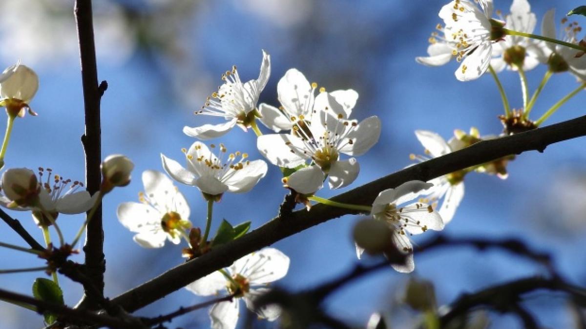 prognoza meteo cum va fi vremea de florii