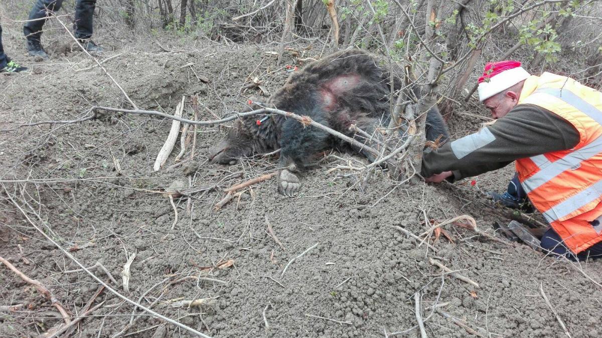 incident neplacut cu un pui de urs la buzau jandarmeria a intervenit