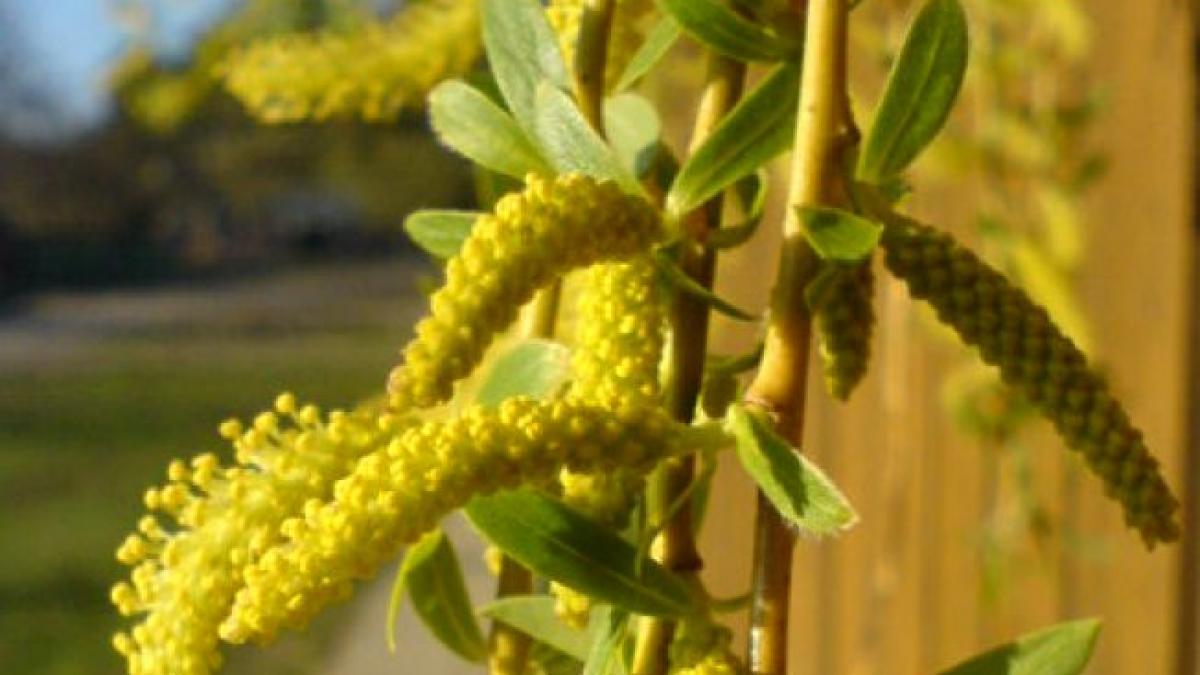 obiceiuri florii traditii in saptamana de dinaintea floriilor ce nu ai voie sa faci in aceste zile