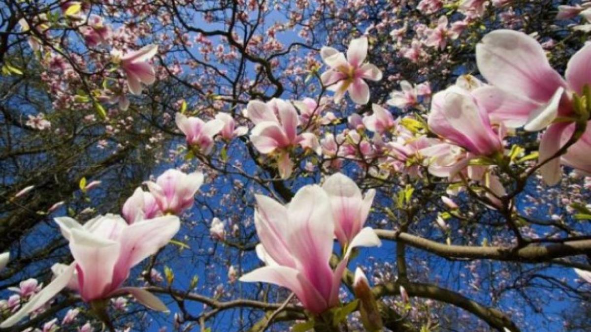 traditii si obiceiuri de florii ce semnificatie are duminica floriilor