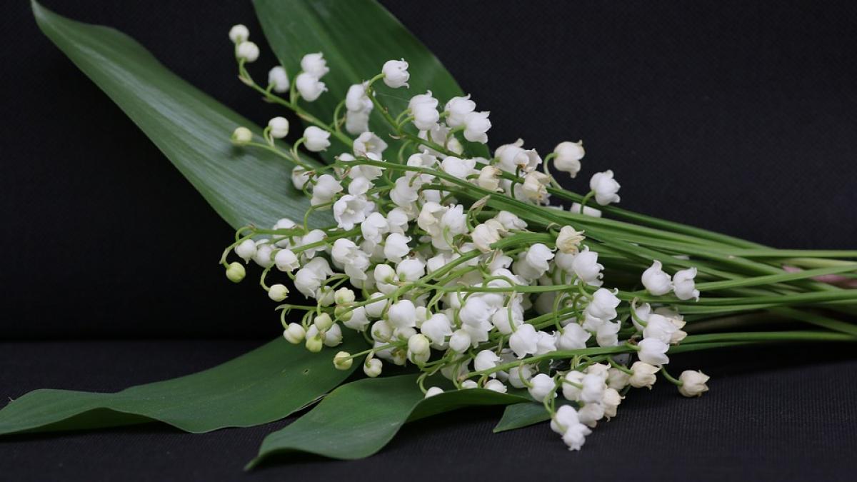 florii 2017 aproape 1 5 milioane de romani isi serbeaza onomastica de florii