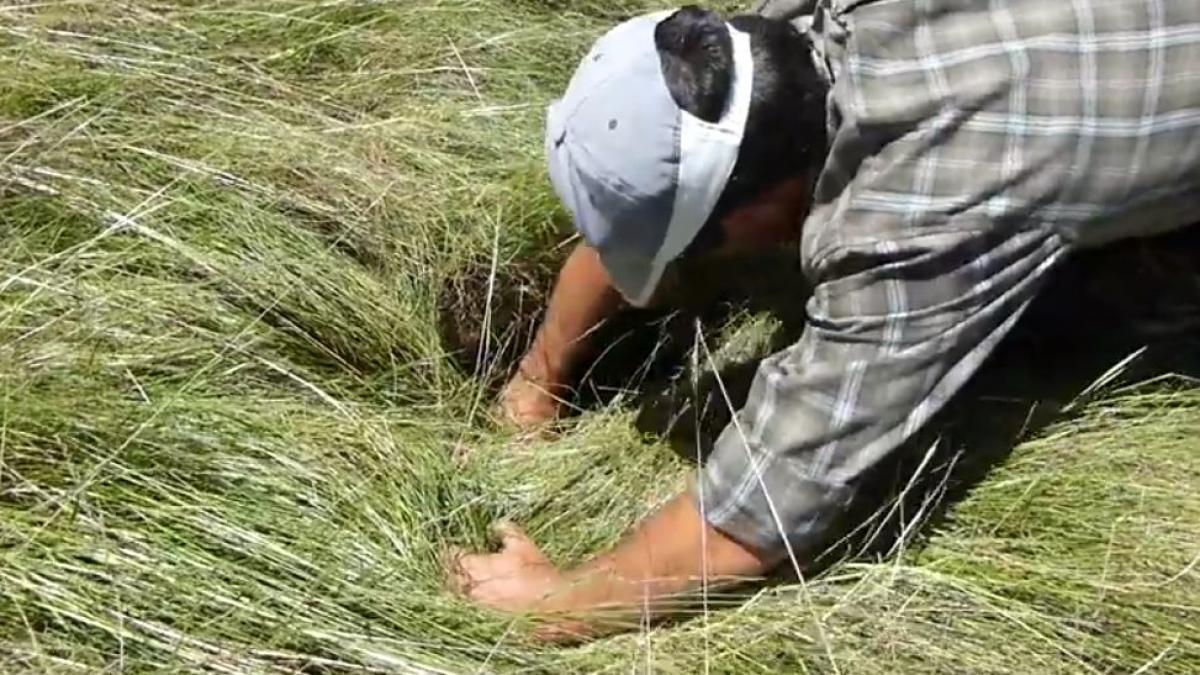 a auzit zgomote ciudate dintr o groapa s a aplecat si a introdus mana acolo a avut un soc