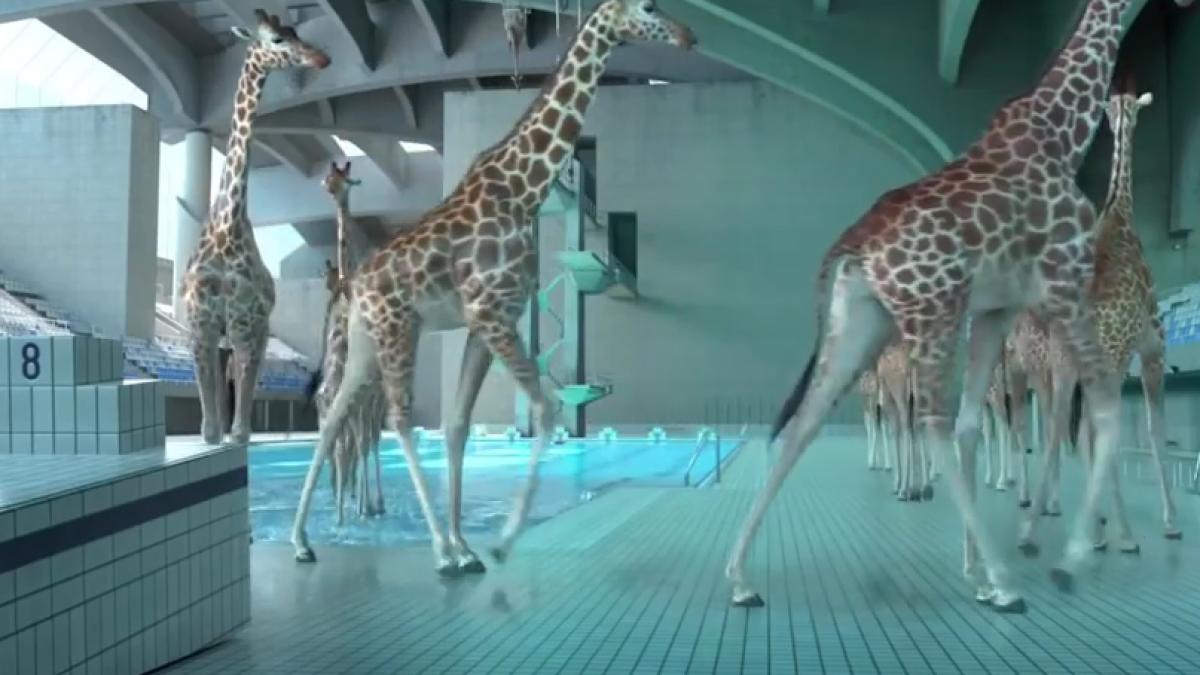 cum se distreaza girafele la piscina clipul pe care il vei urmari cu gura cascata video