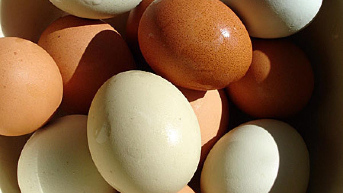 sigur si tu ti ai pus intrebarea asta care este diferenta dintre ouale albe si cele mai inchise la