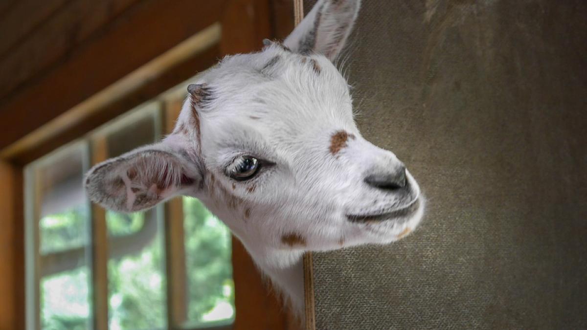 uita de miel motivele pentru care ar trebui sa alegi carnea de ied