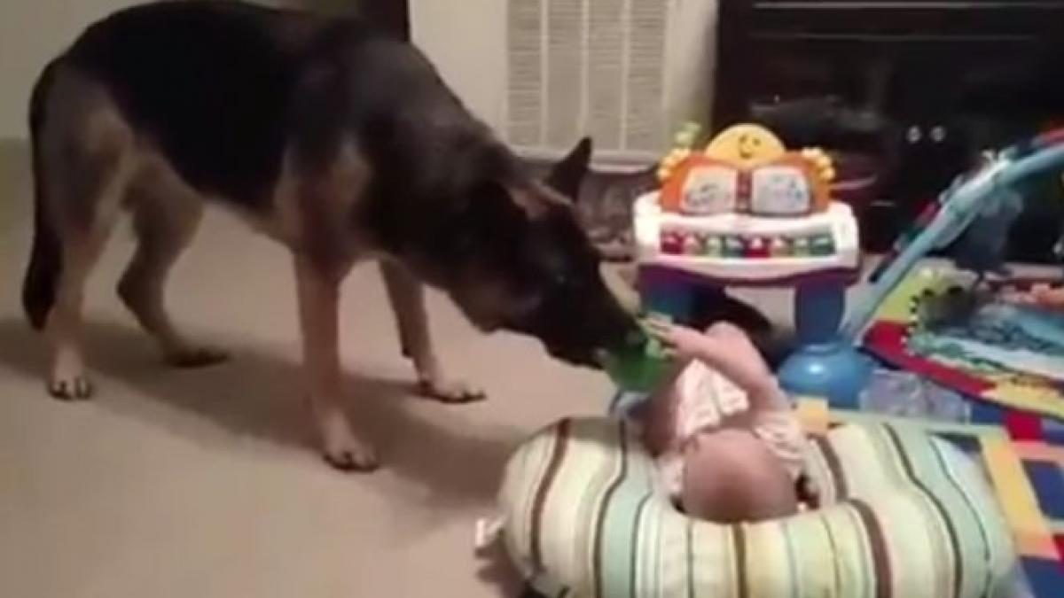 le era teama sa lase bebelusul singur langa caine intr un moment de neatentie tatal a lasat usa