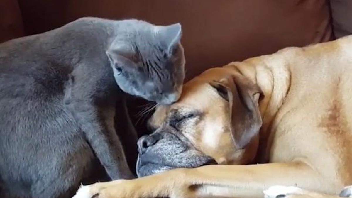 cand cainele dormea pisica a inceput sa l linga pe cap ce s a intamplat apoi imaginile au uimit