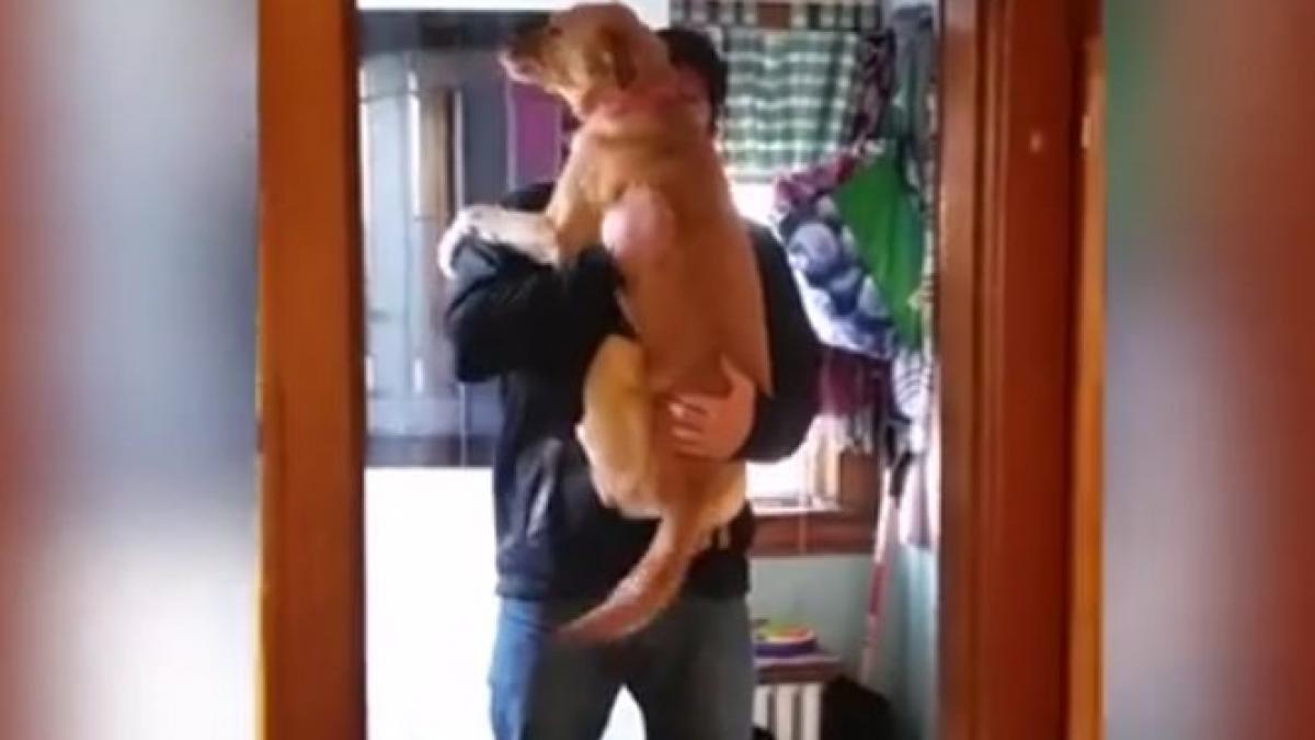 nu si mai vazuse stapanul de doua luni reactia cainelui e impresionanta probabil cele mai frumoase