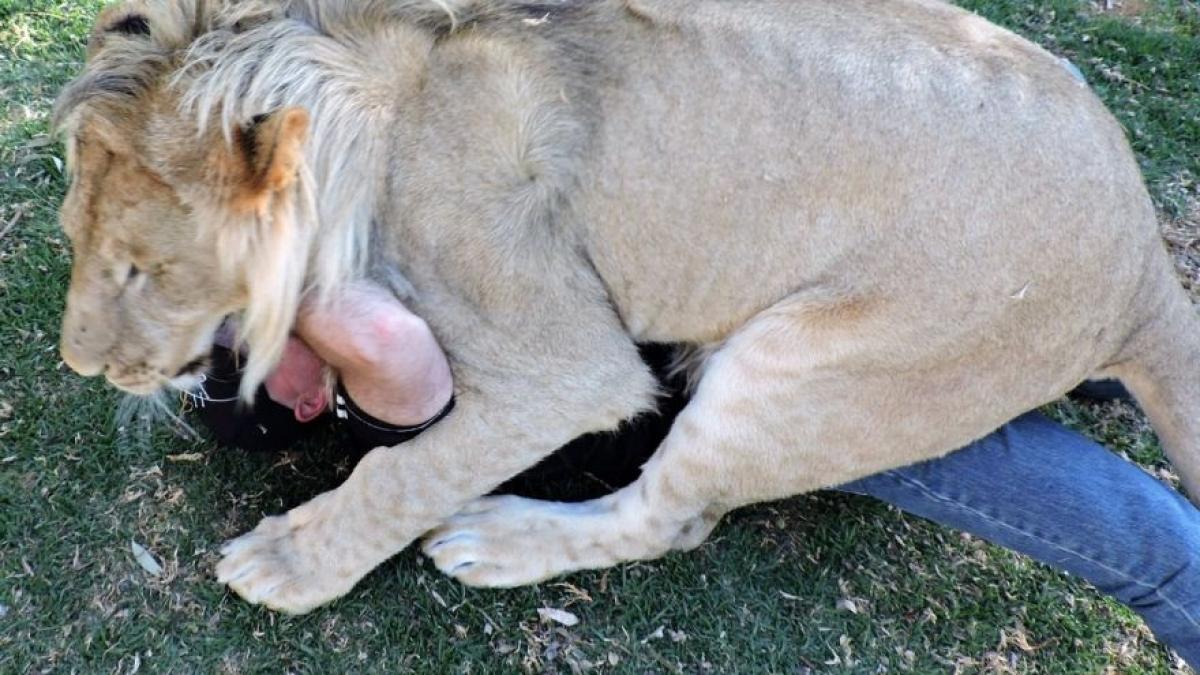 vizita un parc natural din africa de sud ingrijitorii i au spus ca se poate apropia de leu ca sa