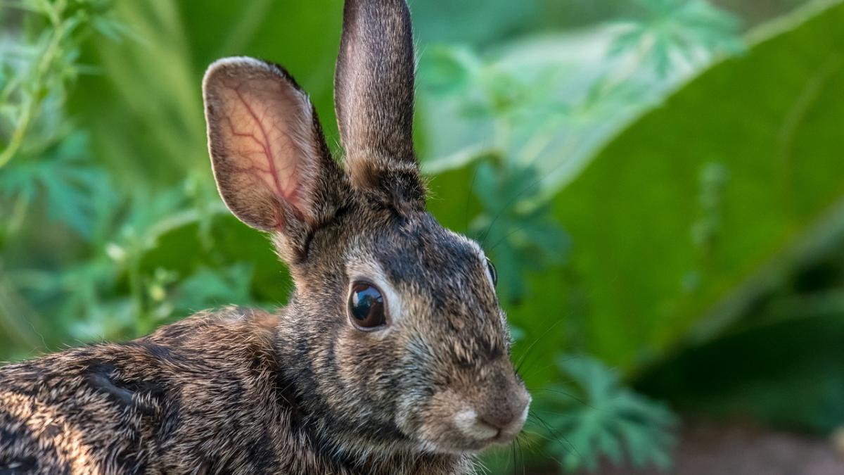 mesaje de paste cele mai frumoase felicitari pentru cei dragi