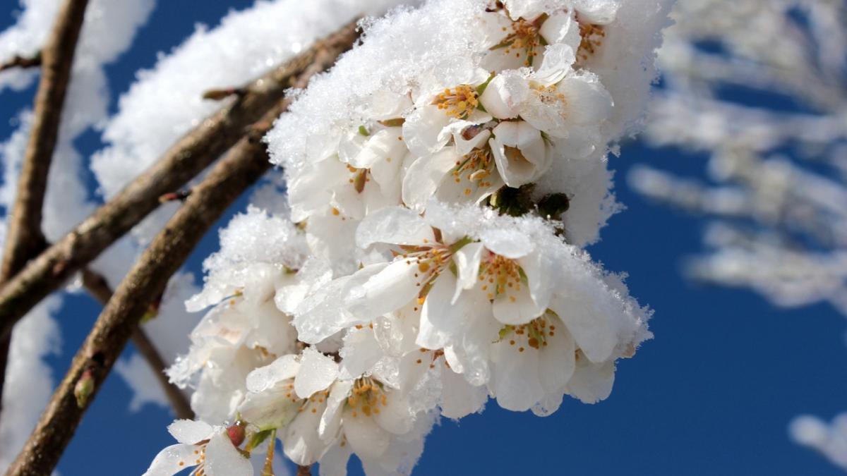 asa ceva nu s a mai intamplat de 20 de ani iarna s a intors in romania