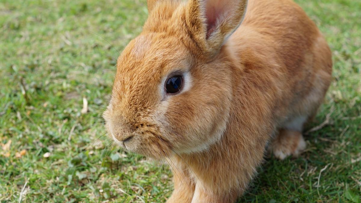 cativa iepurasi care au fost pusi in fata primariei arad in preajma sarbatorilor au fost gasiti