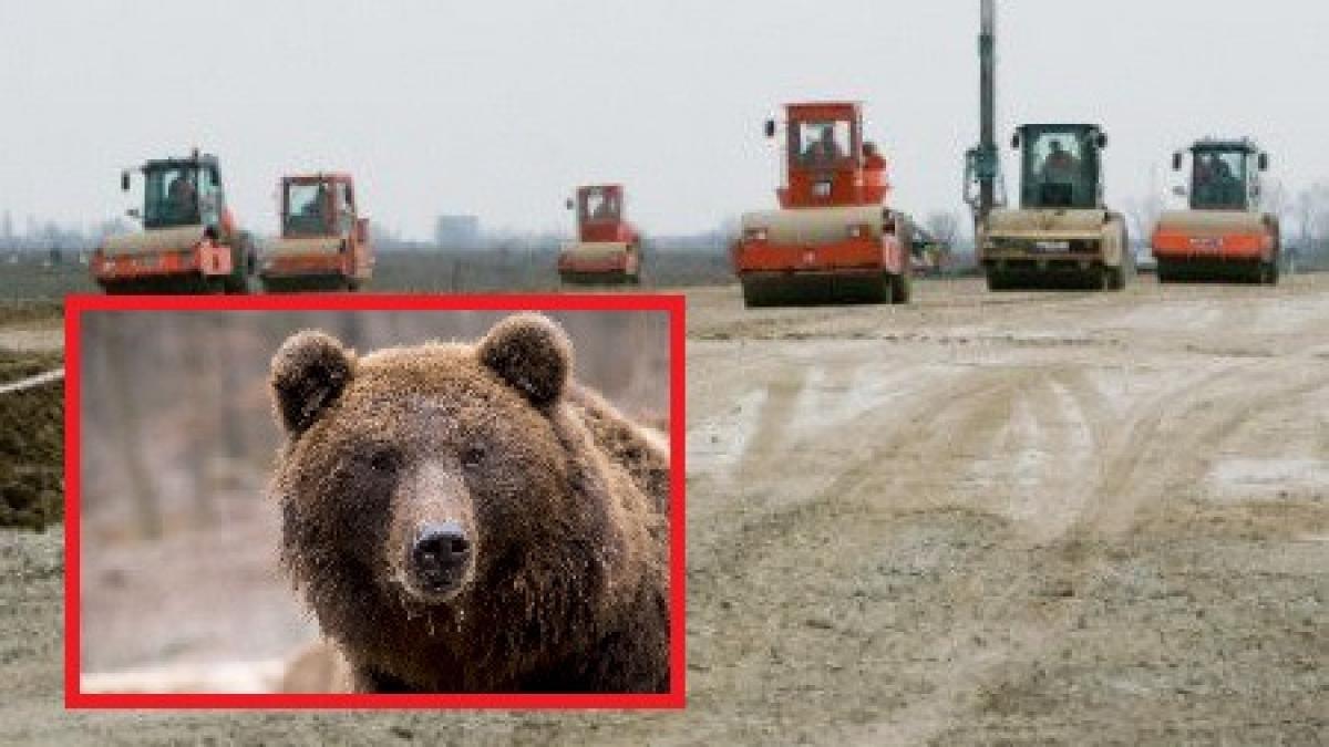 situatie halucinanta in romania ursii umfla cu 180 de milioane de euro costul autostrazii aflate la