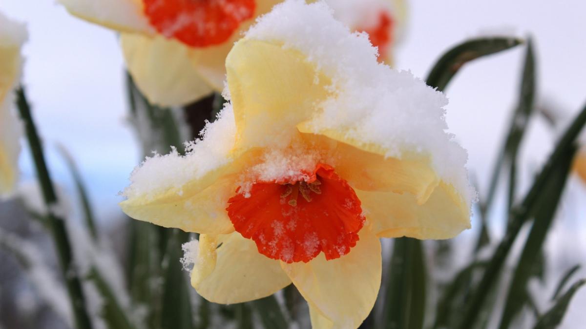 vesti proaste pentru bucuresteni vin ploi si vant puternic minimele coboara sub pragul de inghet