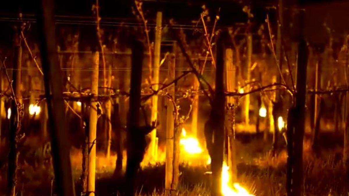 la ordinea zilei cum isi apara podgoriile de ger viticultorii straini in vreme ce ministrul