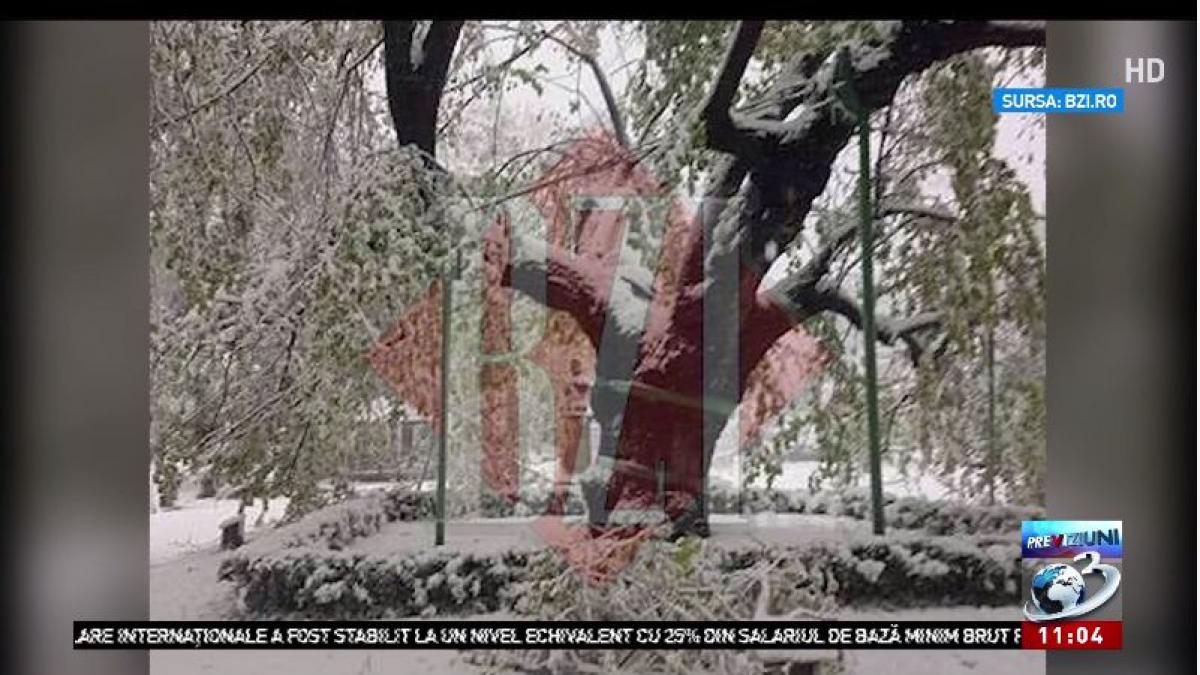 teiul lui eminescu a fost doborat de viscol