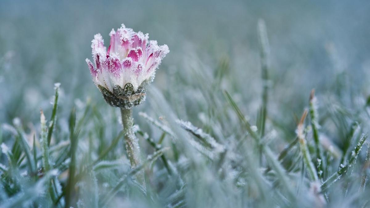 cea mai rece noapte de aprilie din ultimii 14 ani