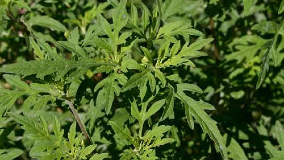 lege propusa impotriva unei buruieni banale ce amenzi risca cei care au in curte asa ceva