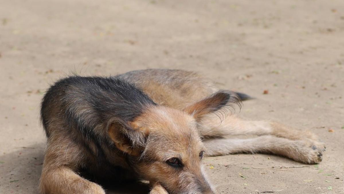 un copil a fost sfasiat de sapte caini pe strada ce gest a facut mama baiatului