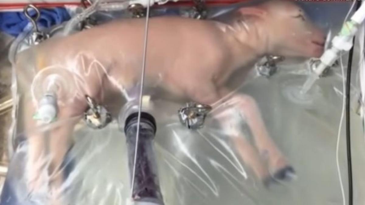 un uter artificial creat pentru bebelusii nascuti prematur s a dovedit eficient in testele pe