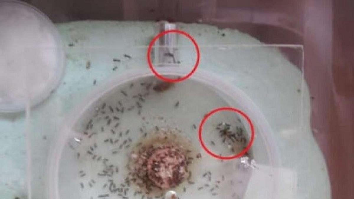 foarte tare cum sa scapi de mustele tantarii si gandacii din casa in doar o ora