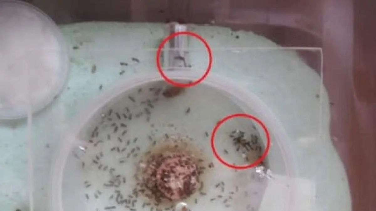 foarte tare cum sa scapi de mustele tantarii si gandacii din casa in doar o ora