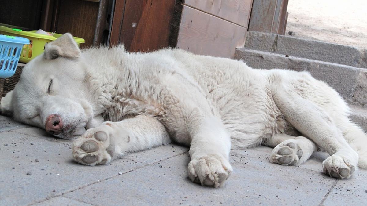 primaria capitalei va infiinta politia animalelor