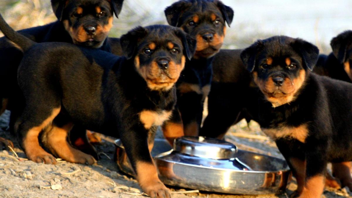 reduceri emag petshop hrana caini pisici