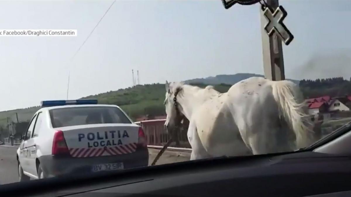 cai inhamati la masina politiei animalele au fost prinse in timp ce comiteau o ilegalitate