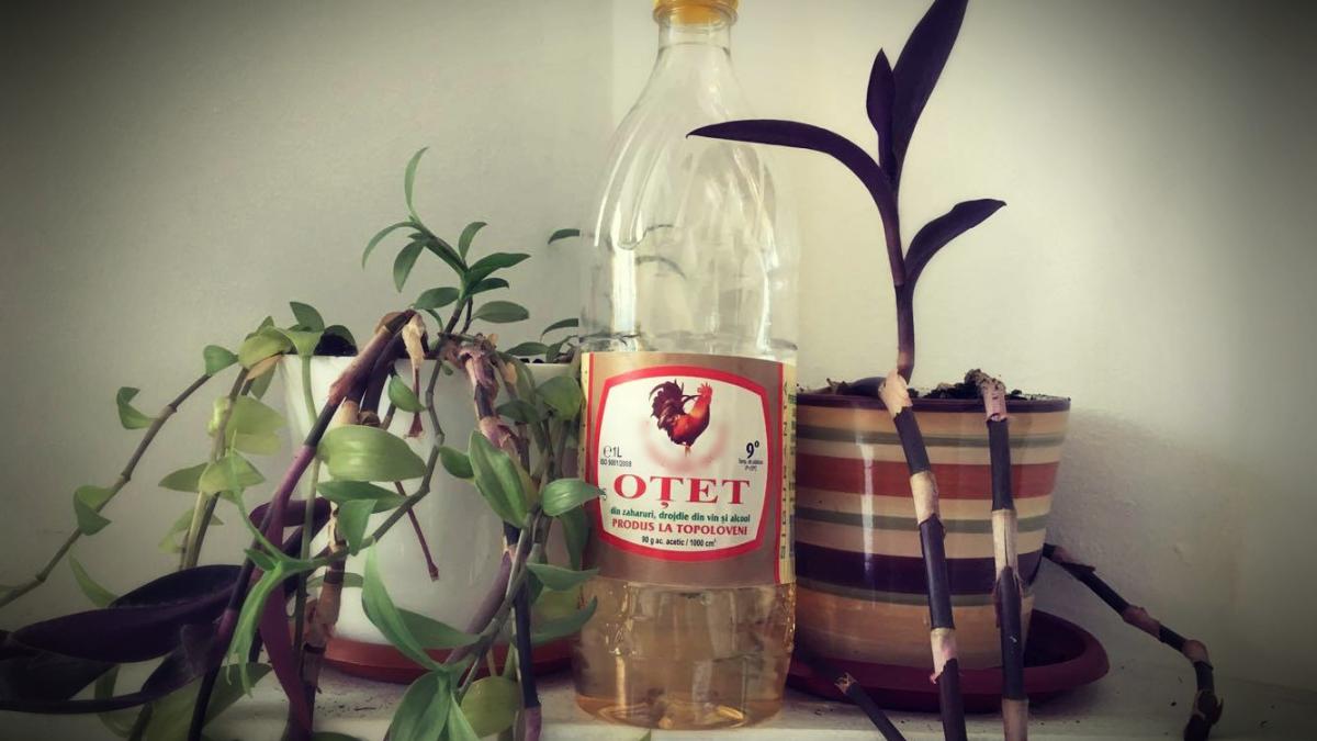 pastra mereu o sticla cu otet langa plantele din apartament este incredibil ce a descoperit intr o