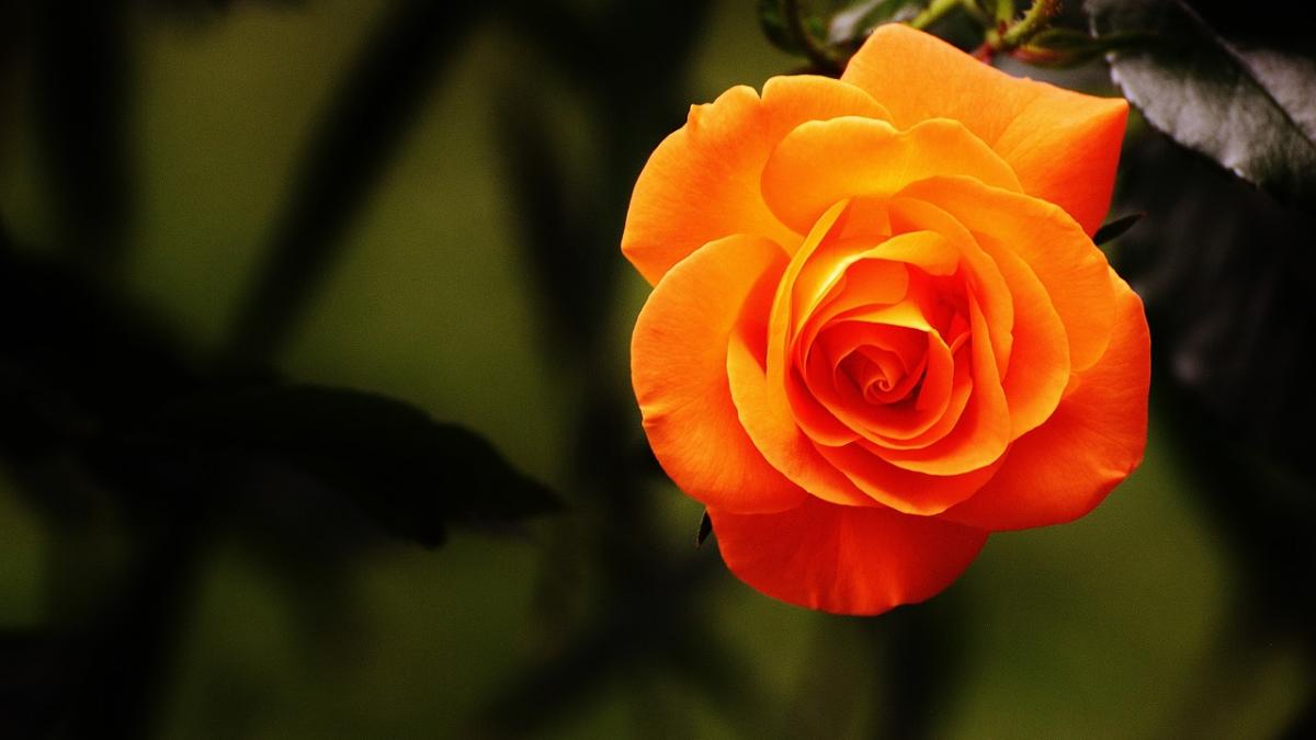 ce spune floarea preferata despre tine