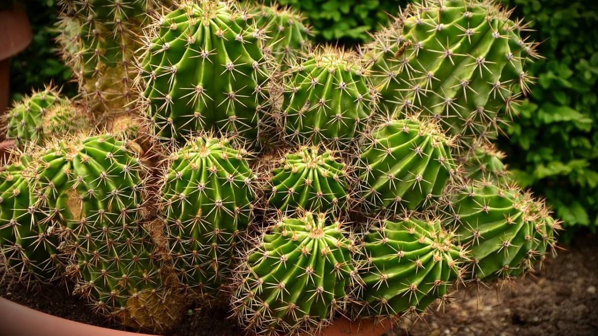 de ce nu e bine sa ai cactusi in casa