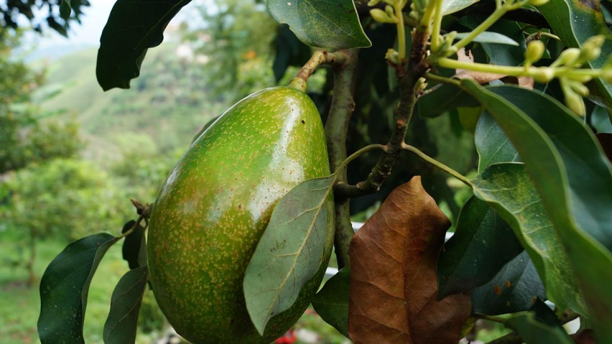 numai de bine cum sa curatam un avocado