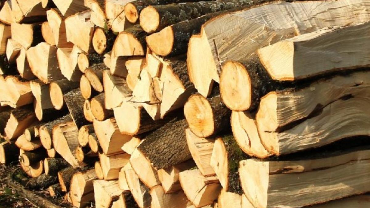 holzindustrie schweighofer renunta la exploatarea padurilor virgine