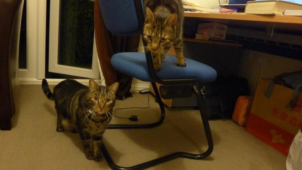 isi plangea pisica pe care o pierduse de curand cand a primit o scrisoare neasteptata de la o